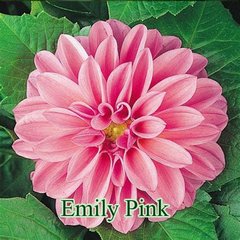 Георгины однолетние - Флора Питомник - плодовый и садовый питомник ...