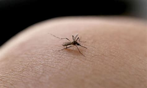 Dengue Cidade Do Alto Vale Confirma Primeira Morte Em 2024