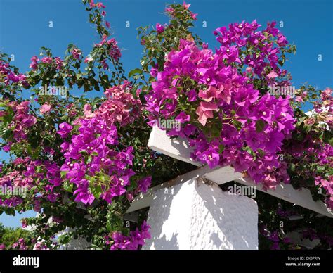 pink bougainvillea flowers, santorini, greece Stock Photo - Alamy