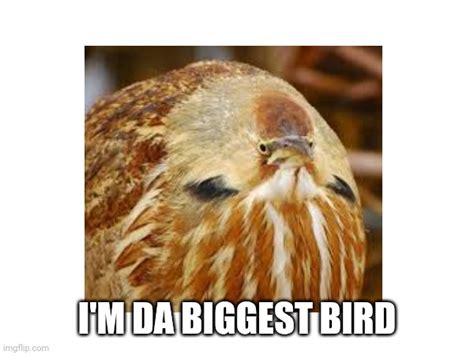 Im Da Biggest Bird Imgflip