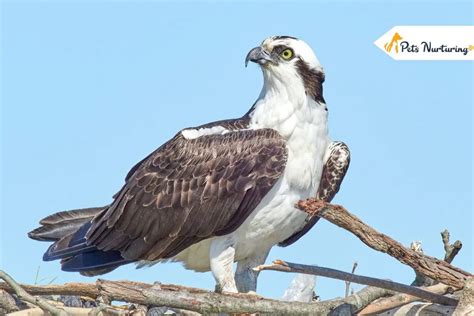 Osprey Bird