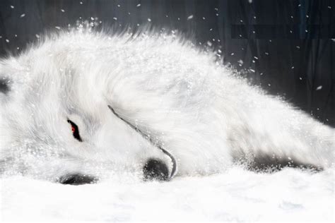 Arctic Wolf Wallpaper ·① Wallpapertag