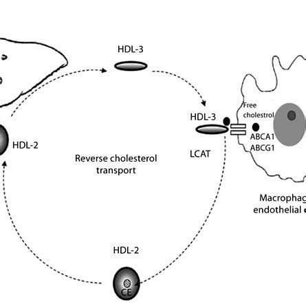 (PDF) Reverse Cholesterol Transport Pathway in Experimental Chronic ...