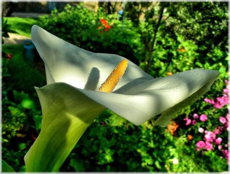 Fotos gratis naturaleza blanco hoja flor pétalo vaso verde