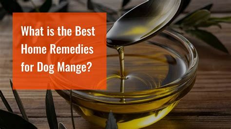 What Is The Best Home Remedies For Dog Mange Youtube