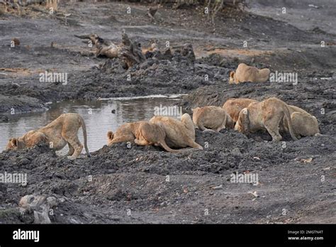 Group Of African Lion Cubs Panthera Leo At A Waterhole In Ongava Game