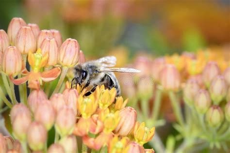 Abeja Apis Mellifera Pollinates Asclepias Tuberosa Mariposa Milkweed