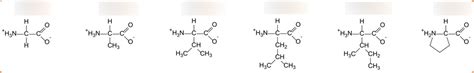 Nonpolar Amino Acids Diagram Quizlet