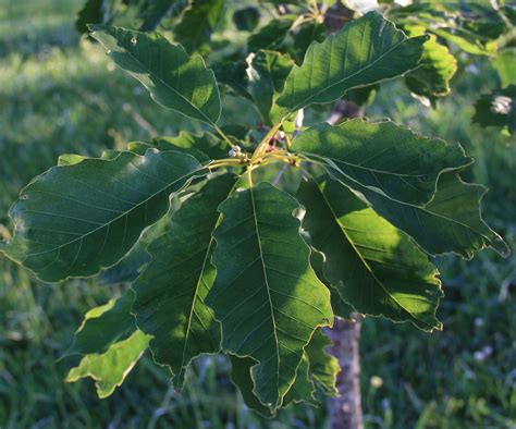 Chinkapin Oak tree - Southern Native Trees