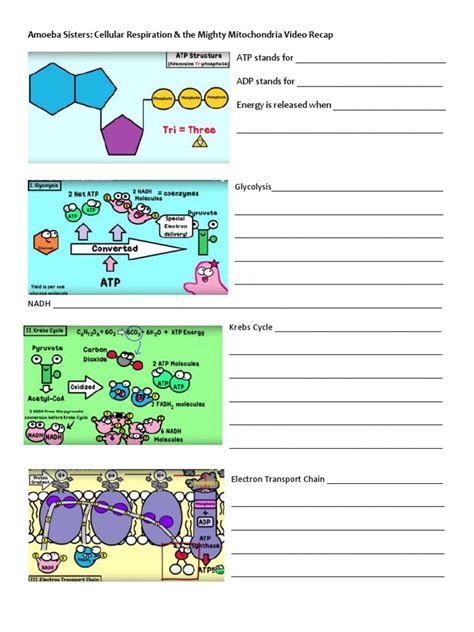 Amoeba Sisters | PDF | Cellular Processes | Biomolecules