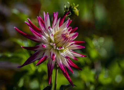 Flowers EXPLORED Dahlia Jean Ost Flickr