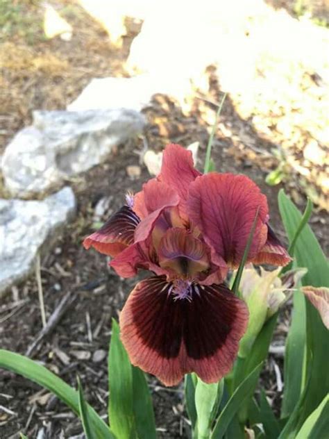 Cat S Eye Flowers Plants Iris