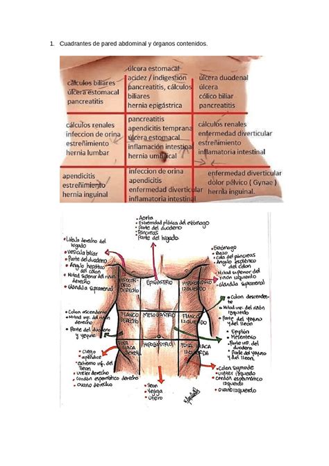 Cuadrantes Abdominales Y Organos 8