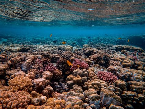 Gran Barrera De Coral Australia Maravillas De La Tierra