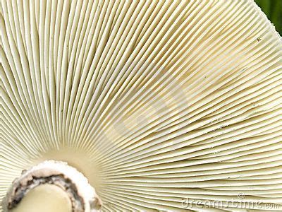 Underside Gills Of Mushroom Fungi Texture | Mushroom fungi, Fungi, Stuffed mushrooms