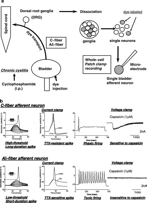 Afferent Nerve Regulation Of Bladder Function In Health And Disease