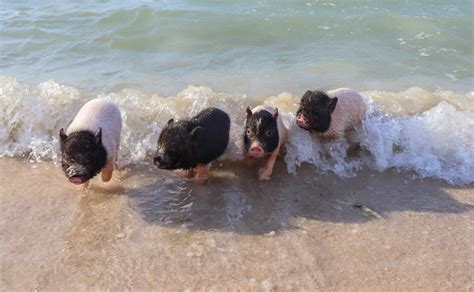 Nada con cerditos Dónde se encuentra la playa Pig Beach