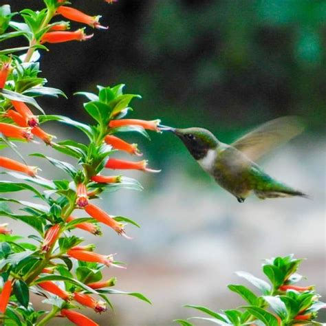 Ruby throated hummingbird in Dayton Ohio : r/birding