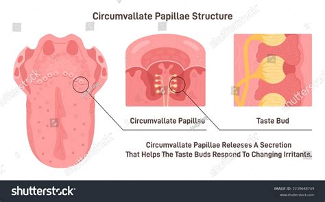 Circumvallate Papillae Structure Taste Receptors Tongue Stock Vector (Royalty Free) 2239648749 ...