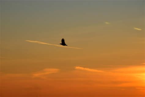 Kostenlose foto Meer Natur Horizont Silhouette Flügel Wolke