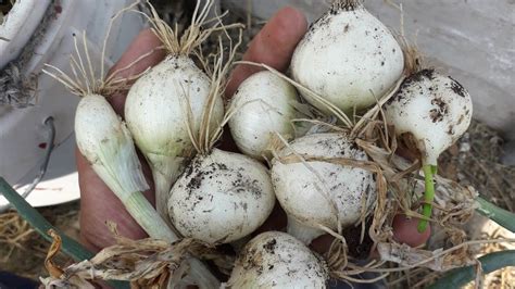 Cuando Cosechar Las Cebollas Y Como Curarlas Para Que Duren Por Meses