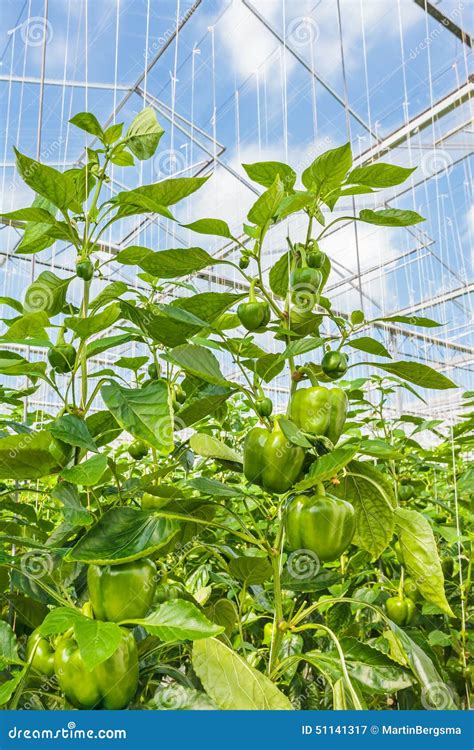 Green Bell Peppers Growing Inside A Greenhouse Stock Image Image Of