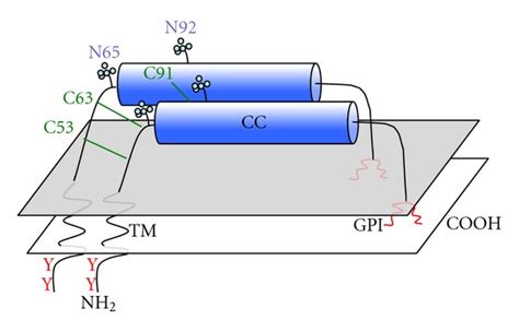 Schematic Representation Of Tetherin Domain Structure Tetherin Is