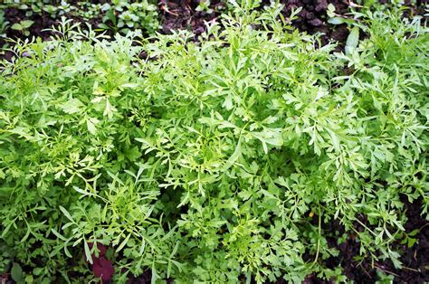 When To Plant Garden Cress Harvest To Table