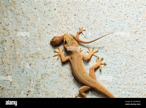 An Asian house gecko (Hemidactylus frenatus) also known as the common ...