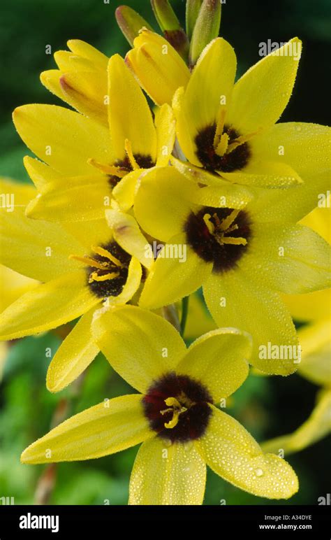 Ixia Yellow Emperor Corn Lily Stock Photo Alamy