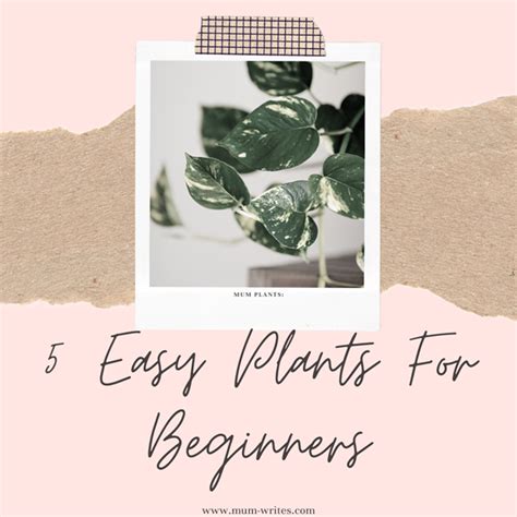 Mum Plants: 5 Easy Plants For Beginners - Mumwrites