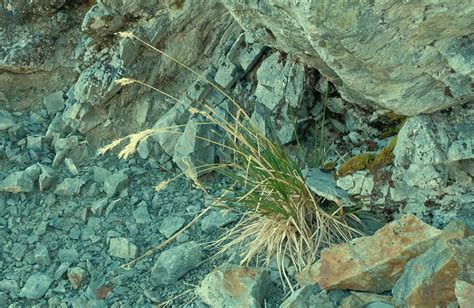 Poa Novae Zelandiae From St James Range New Zealand On March 20 2021