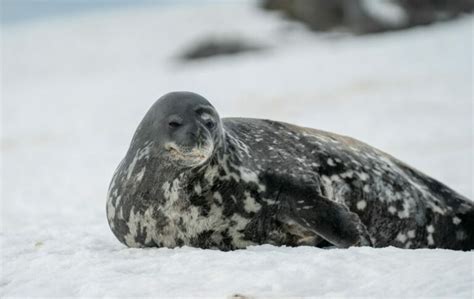 A Guide to Animals in Antarctica: Wildlife on a Frozen Continent