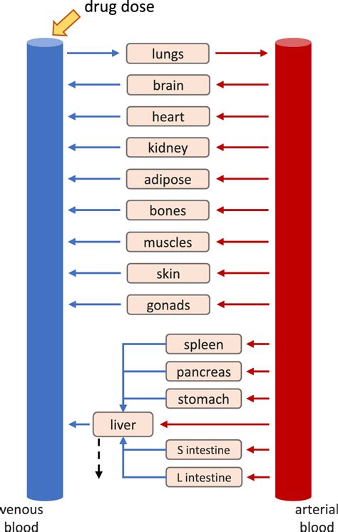 Structure Of A General Whole Body Pbpk Model Each Box Corresponds To A