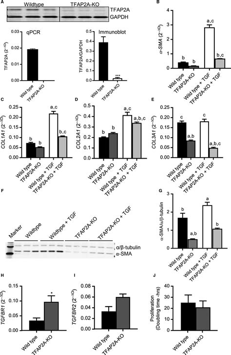 Deletion Of Tfap A Gene Significantly Reduces Tgf Induced Fibroblast