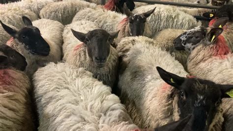 Sheep trade: Hogget factory prices continue to rise - Agriland.ie