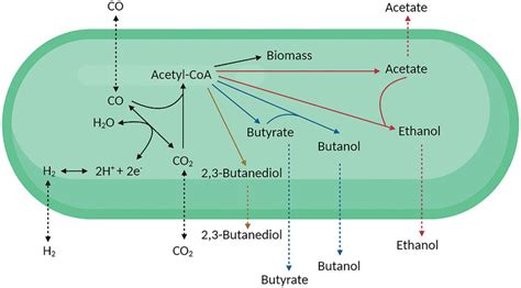 Schematic Representation Of The Simplified Wood Ljungdahl Pathway Of