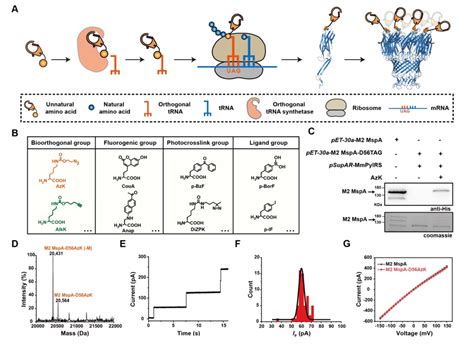 Sitespecific Introduction Of Unnatural Amino Acids To M Mspa