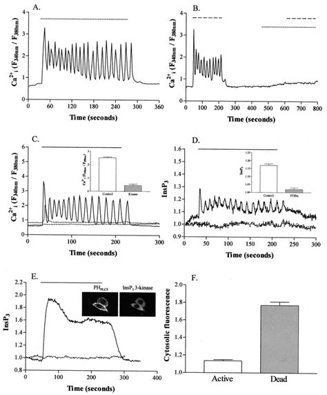 Activation Of Mglur A Induces Oscillatory Changes In Intracellular Ca