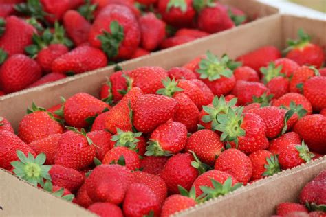 Erdbeeren Pfl Cken Wie Gehts Richtig