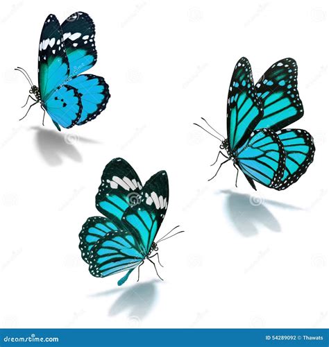 Three Blue Monarch Butterfly Stock Photo Image Of Butterfly Single