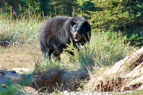 Hear a Cow Moose Call • Outdoor Canada