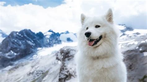 Razas De Perros Que Parecen Lobos Fotos Y Detalles