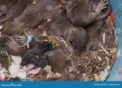Como Saber Se Tem Ninho De Rato - Vista Superior Aproximada Do Ninho De Rato Sujo. Lama De Ratos Bebês ...