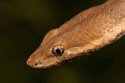 Hispaniola Cat Eyed Snake Hypsirhynchus Ferox Robin Moore Photography