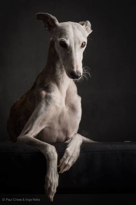 Spanish Greyhound - Animals Blog | Beautiful dogs, Dog breeds, Whippet dog