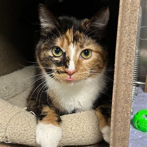 Emerald City Pet Rescue (@emeraldcitypetrescue) • Instagram photos and