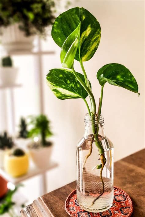 20+ Best Indoor Water Plants: How to care, right placement