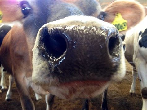 10 Facts About The Nature Of Jersey Cows Dairy Moos