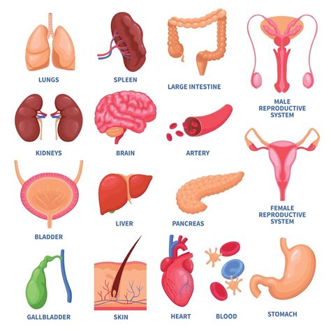 Human Internal Organs Set Vector Illustration 2338901 Vector Art at ... 